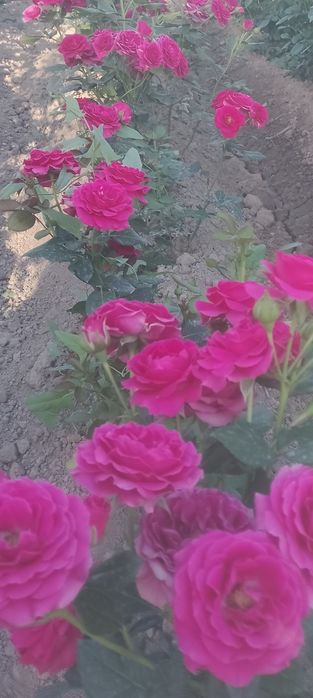 Кузни Кувнатадиган ассортимент Атиргул Кучатлари  сотилади