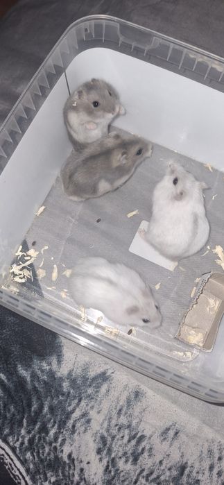 Hamsteri de vanzare!