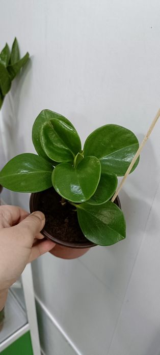 Пиперомия:2000 тенге