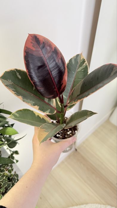 Продам фикусы разные