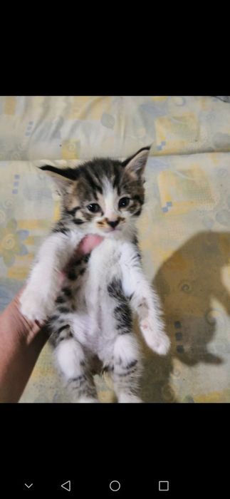 Отдам котят в добрые руки.