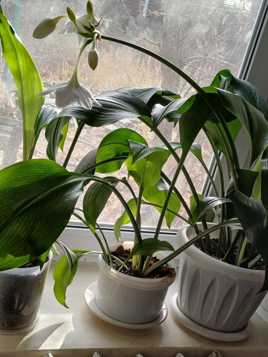 Эухарис-амазонская лилия