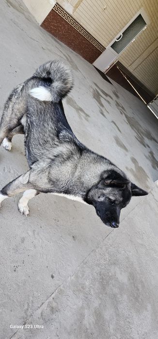 Американская акита