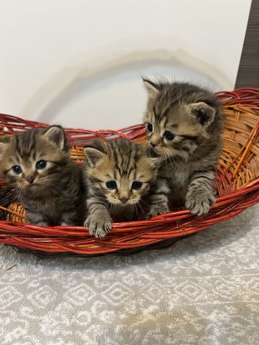 шотландские котята