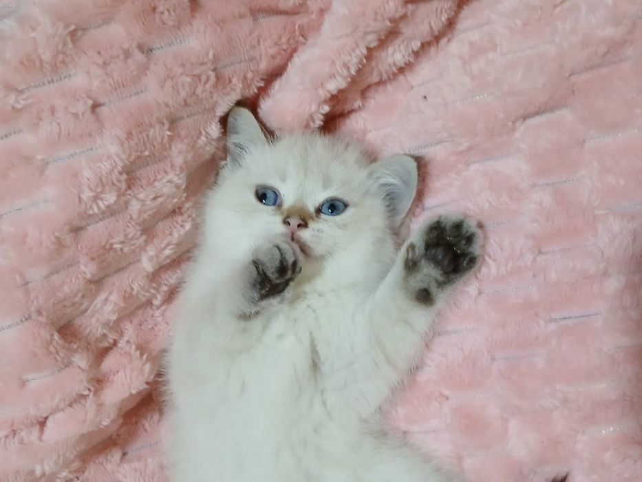 Продаю котёнка шиншила