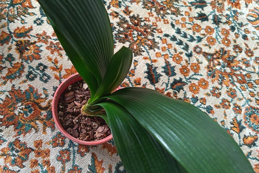 кливия , кливия сотилади