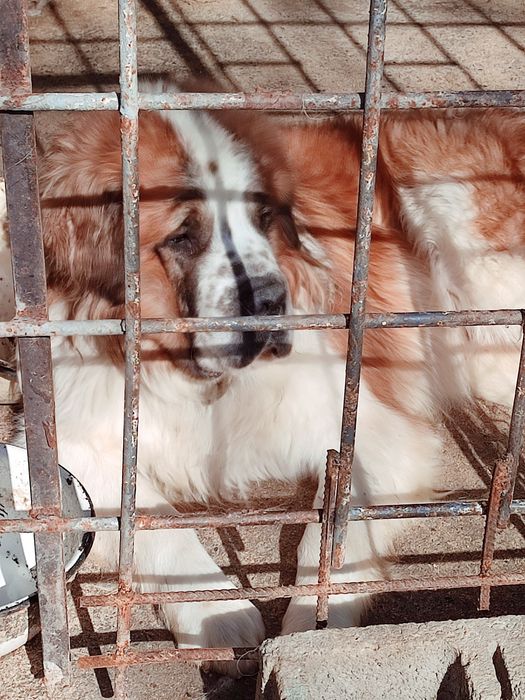 Щенки Московская сторожевая