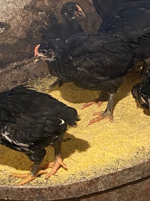 Австролорп балапандары сатылады