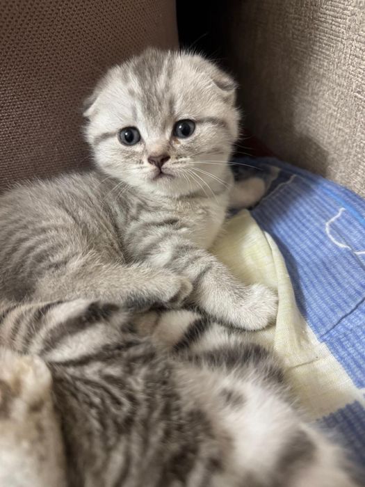 Продам котенка британской породы