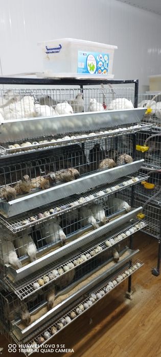 Vând oua proaspete prepelita 10 ron - 24" oua. Pui prepelita