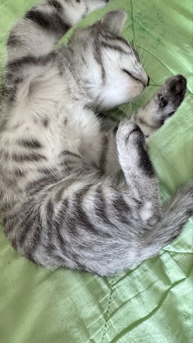 Бенгальский котенок