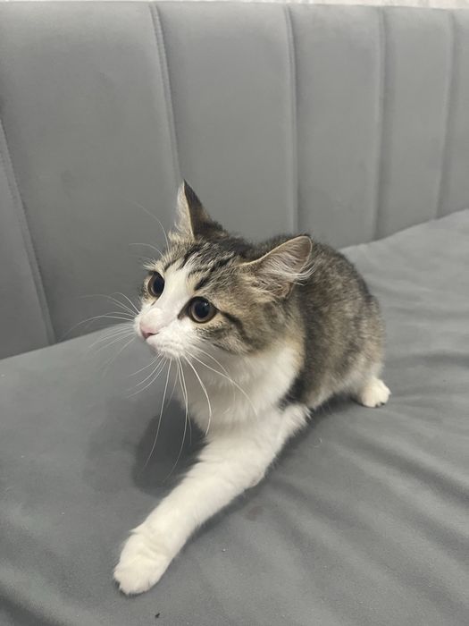 Отдам кошку бесплатно, в добрые руки