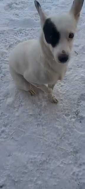 Чей пес? Хозяин, забери!