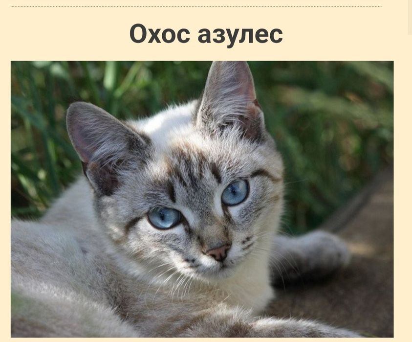 Породистый кот продается