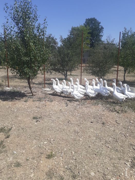 Vând gâște de țară