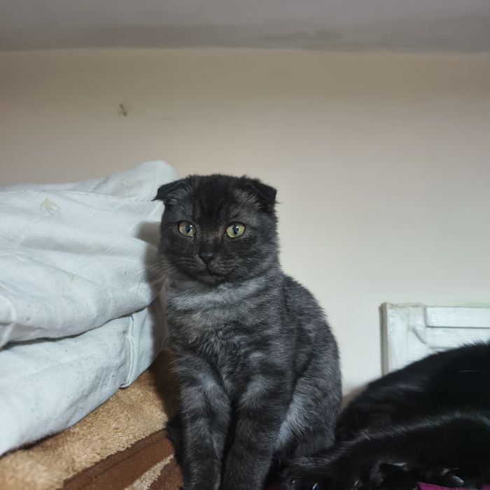 продаю.животние.