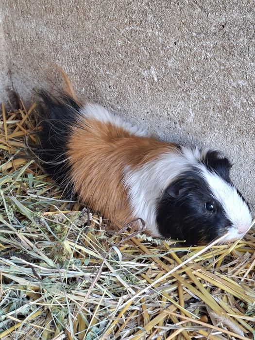 Purcelusi de guineea cauta casa noua