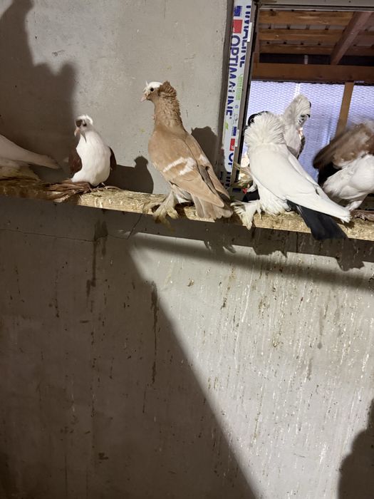 Porumbei Uriaș Maghiar,Preoți SaxoniJDB