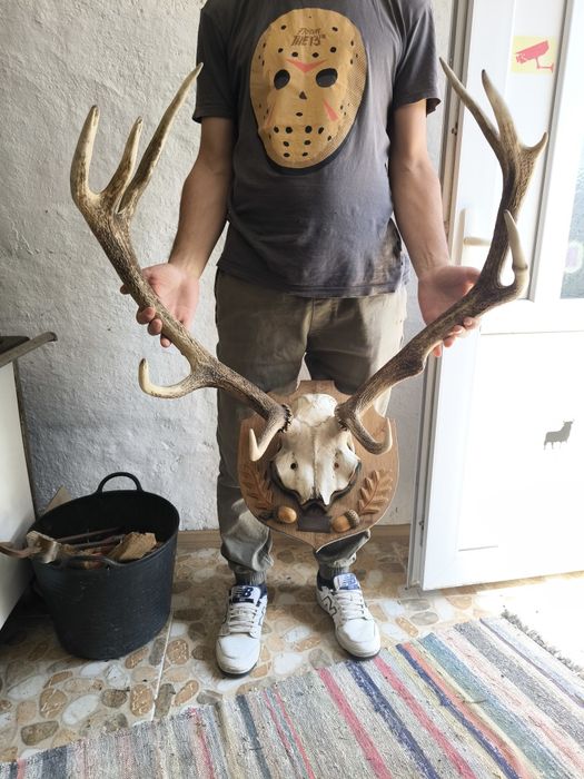 Трофей, рога от елен