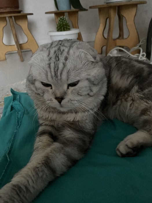 Вислоухи шотландец