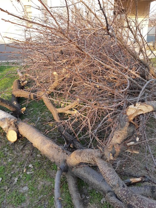 Дрова отдам (бесплатно) Алматы