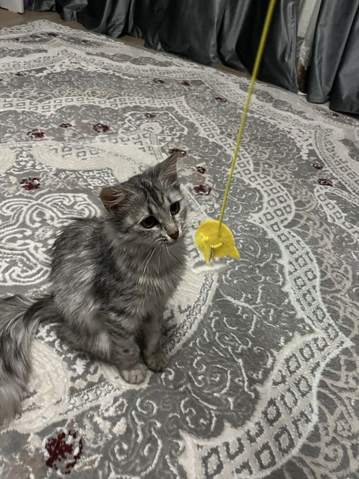 кошки в добрые руки