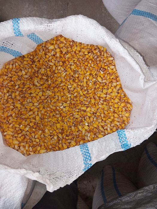 Porumb de vanzare