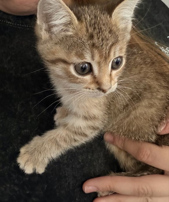 Котята. Девочки.