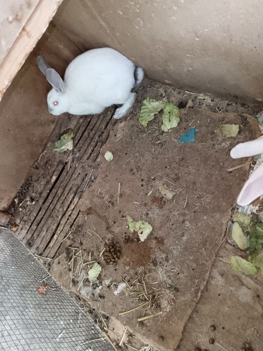 Бугуз куйон сотилади тез кунларда тугади