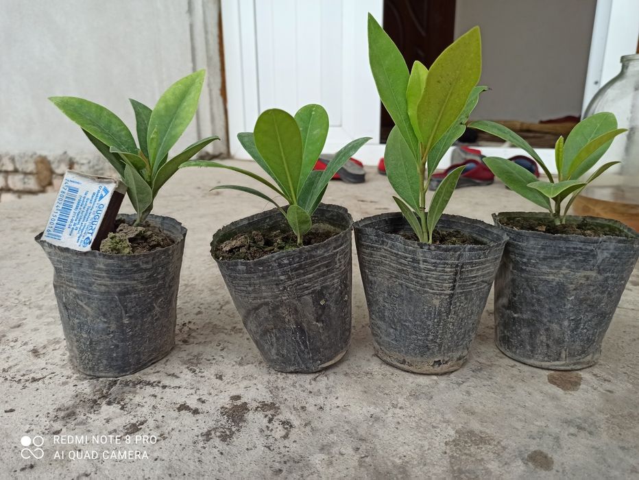 Магнолия графология кўчалари сотувга қўйдик 2 йиллик пишган кўчат буйи