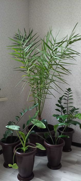 Пальма  финик 15 летний