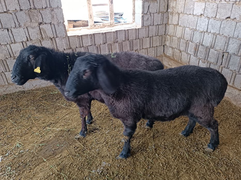 Семіз қойлар сатылады