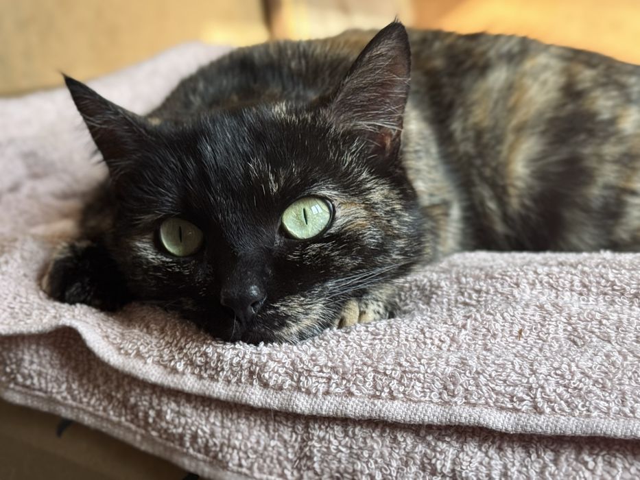 Ласковая кошечка