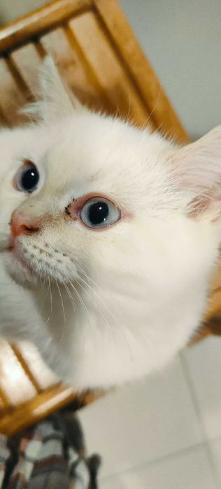 Шотлански късокосмести котета