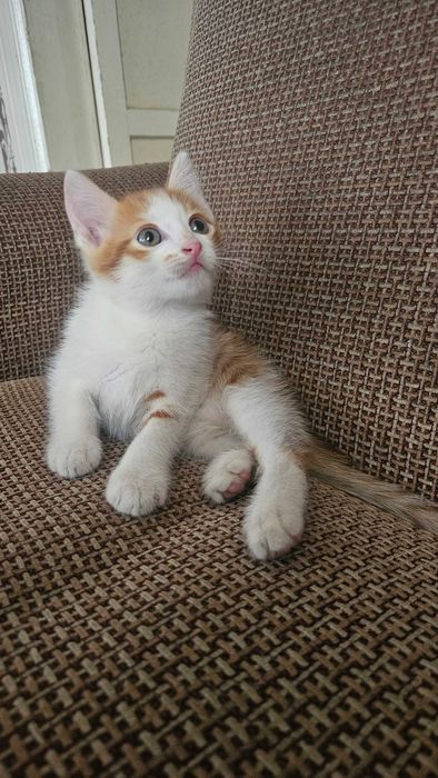 Отдам котят в дрбрые руки