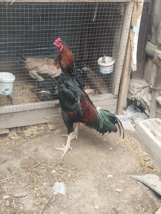 Дакан дакан дакан