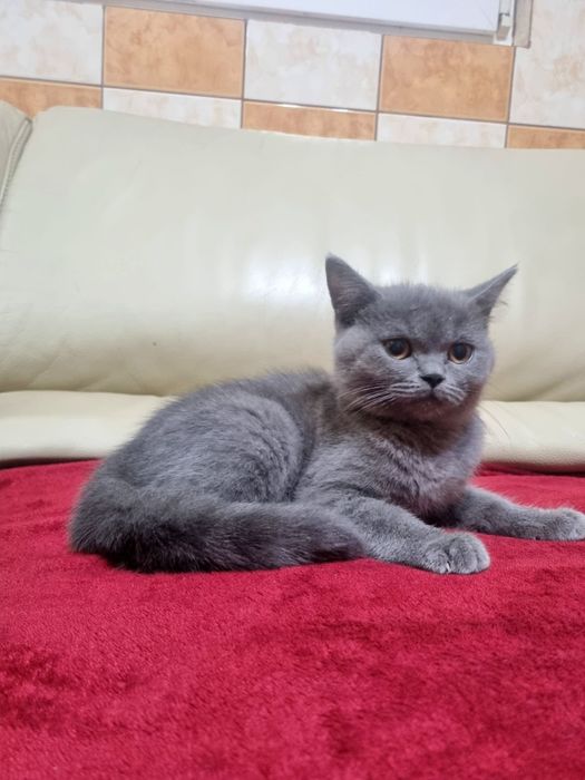 Vând pui brittish shorthair