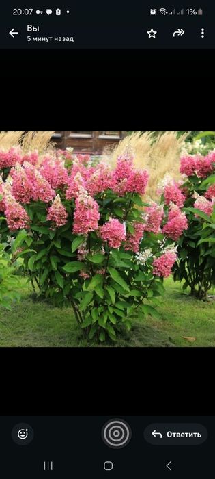 Гортензия саженцы