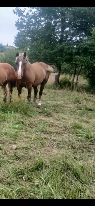 Vănd cal de de 4 ani bun  din ori ce punt de vedere