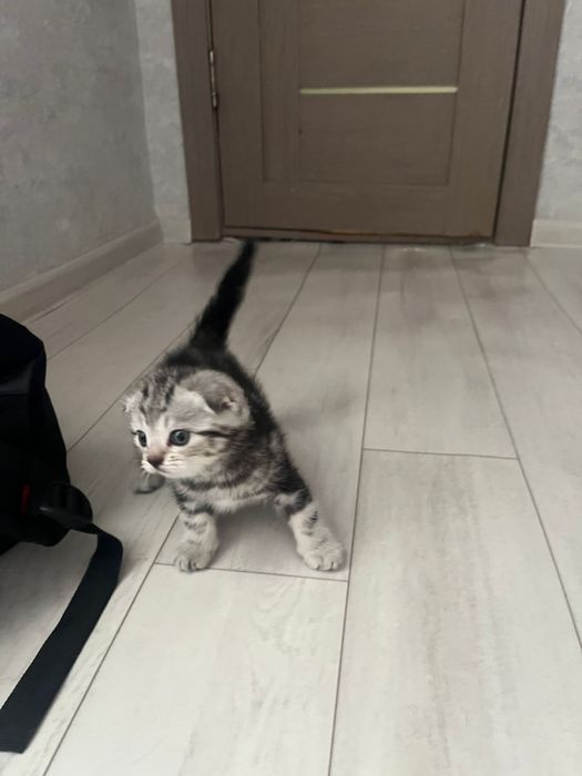 Продается котёнок