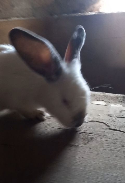 Продам  кроликов