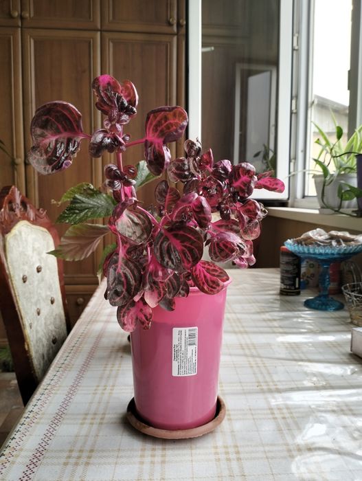 Цветы домашние разные