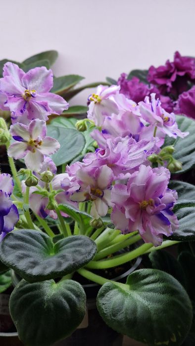 Продам комнатные фиалки