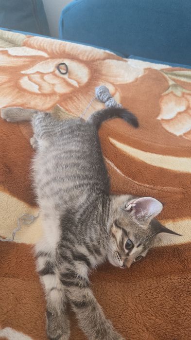 Продаю кота породистый