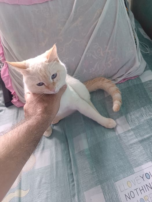 Mushuk ruskiy blobris