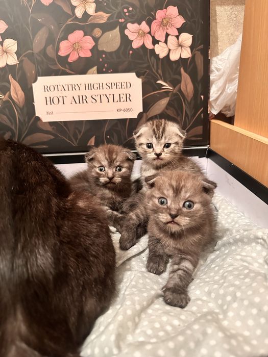 Шотладнский вислоухий