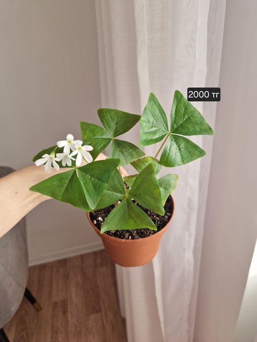 Кислица, зеленая и фиолетовая, от 800 тг.