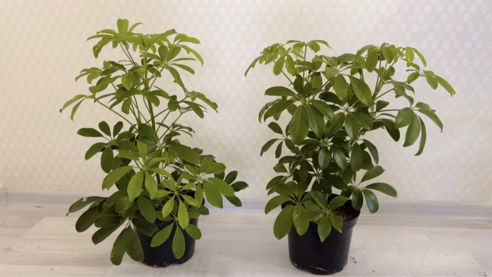 Цветы  гүлдер сатылады