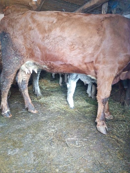 Vând jiuninca la prima fatare