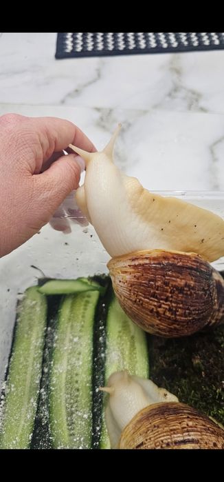 Продаю улиток Ахатина Альбино.